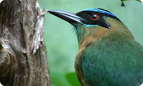 Orbit Creative video still of closeup of beautiful Mot Mot bird with red eye, blue and black head, green and brown feathers
